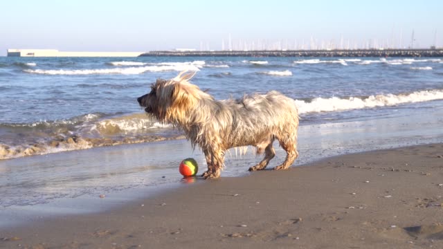 Glücklicher-Hund-am-Strand-läuft-und-holt-Kugel