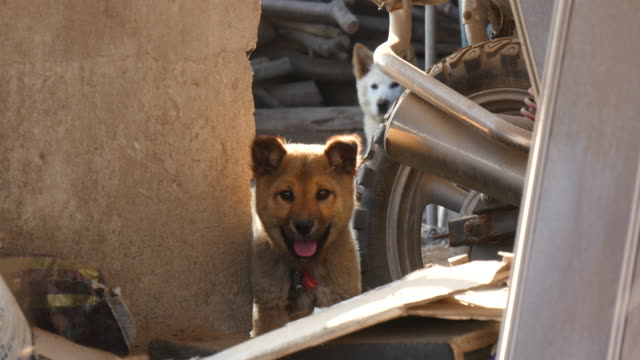 Hund-mit-Kamera-im-Ausland-in-Südkorea-zu-spielen