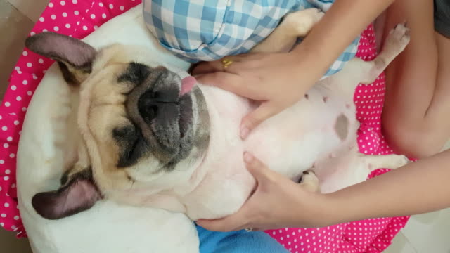 woman-owner-giving-belly-massage-to-a-cute-puppy-pug-dog-that-sleep-lie-supine-at-bed