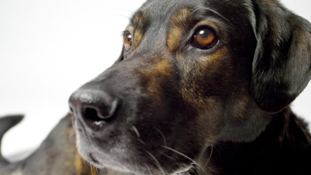 Alert-dog-close-up