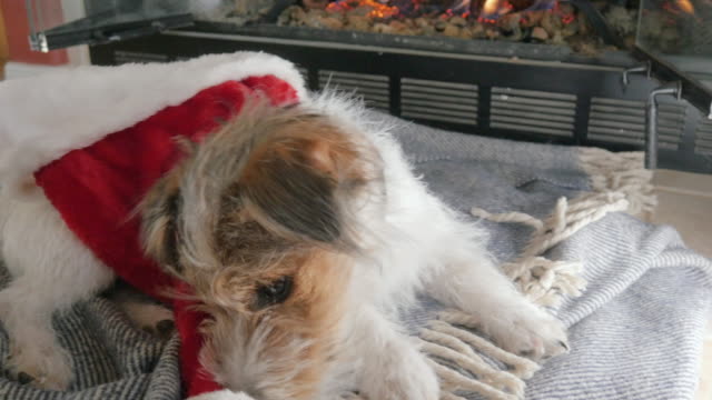 Draht-Haar-Jack-Russell-Terrier-Welpen-spielen-mit-eine-rote-Weihnachtsmütze-in-4k