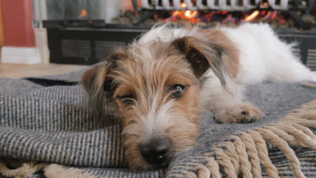 Draht-kurzhaarige-Jack-Russell-Terrier-Welpen-befasst-sich-mit-der-Kamera-in-4k