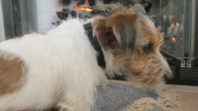 Draht-kurzhaarige-Jack-Russell-Terrier-Welpe-dreht-sich-und-schaut-in-die-Kamera-in-4k