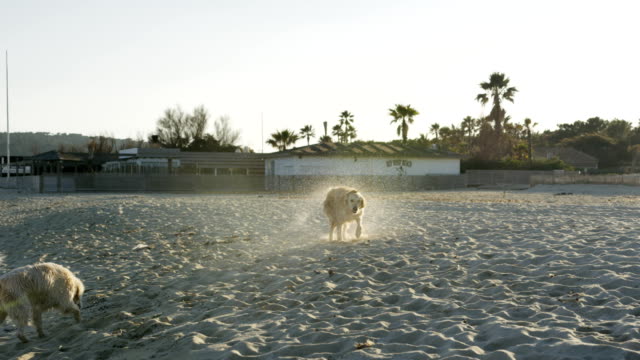 Nassem-Hund-auf-sand