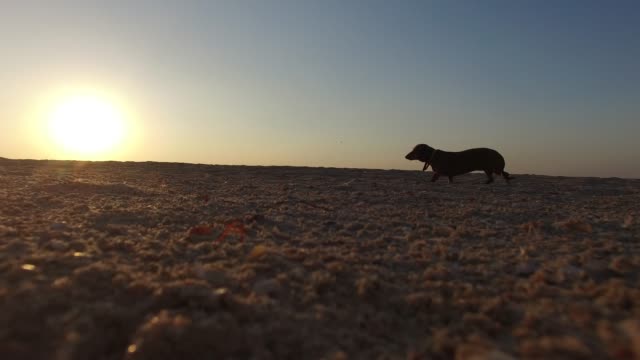 Silhouette-eines-kleinen-Hundes-zu-Fuß-am-Strand