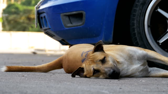 Der-Obdachlose-rote-Hund-liegt-auf-der-asphaltierten-Straße.-Thailand,-Pattaya