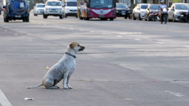Streunender-Hund-sitzt-auf-der-Straße-mit-einem-vorbeifahrenden-Autos-und-Motorräder.-Asien,-Thailand