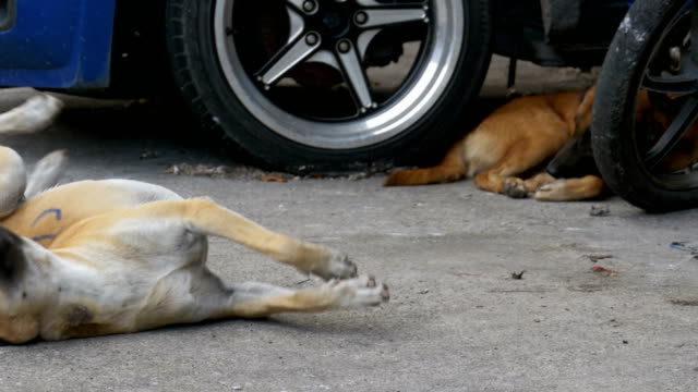 Der-Obdachlose-rote-Hund-liegt-auf-der-asphaltierten-Straße.-Thailand,-Pattaya