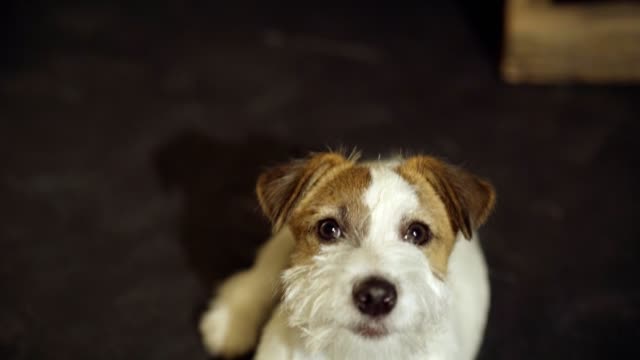 El-cachorro-de-Jack-Russell-Terrier-es-acostado-sobre-el-estómago,-primer-plano