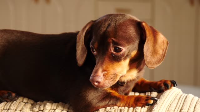 Relajante-en-el-sofá-pequeño-dachshund