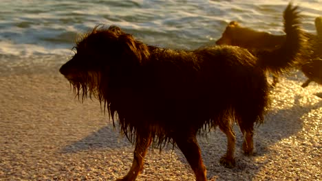Dogs-playing-in-the-beach-4k