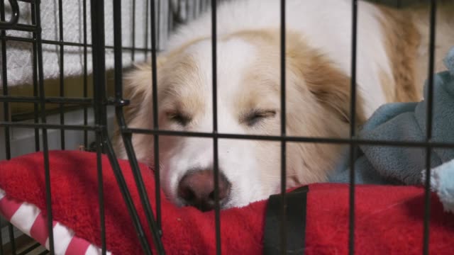 niedlichen-Hund-im-Käfig-schlafen