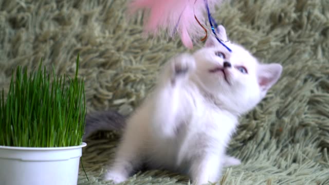Gatito-agarrando-a-palillo-plástico-con-pluma-rosa.-Bebé-gato-disfruta-jugando-con-la-pluma-en-el-palillo-largo-plástico
