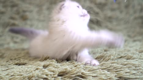 Gato-británico-de-pelo-corto-jugando-con-el-juguete-de-la-pluma-en-el-palillo