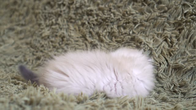 Gatito-juguetón-tendido-sobre-el-piso-jugando-con-un-juguete-de-ratón
