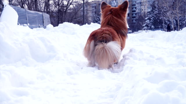 funny-corgi-fluffy-puppy-walking-outdoors-at-the-winter-day