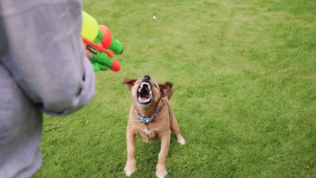Waterfight-with-the-Dog