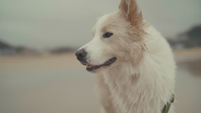 Retrato-de-perro-lindo-al-aire-libre