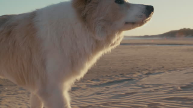 Hund-bei-Sonnenuntergang-am-Strand