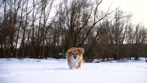 little-funny-corgi-fluffy-puppy-walking-outdoors-at-the-winter-day