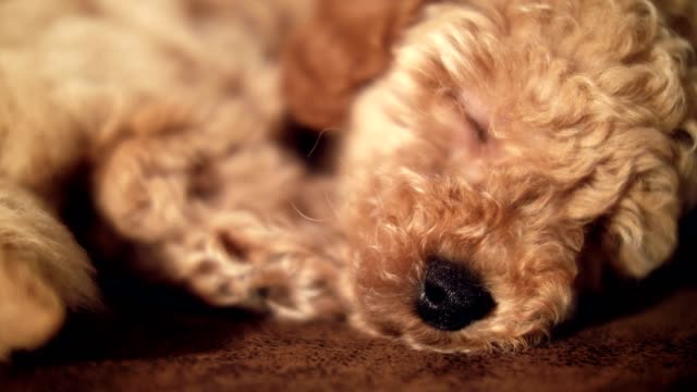 Sleeping-adorable-puppy-pet