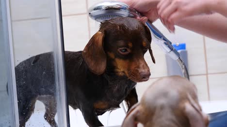 Mujer-lava-su-pequeño-perro-en-el-baño