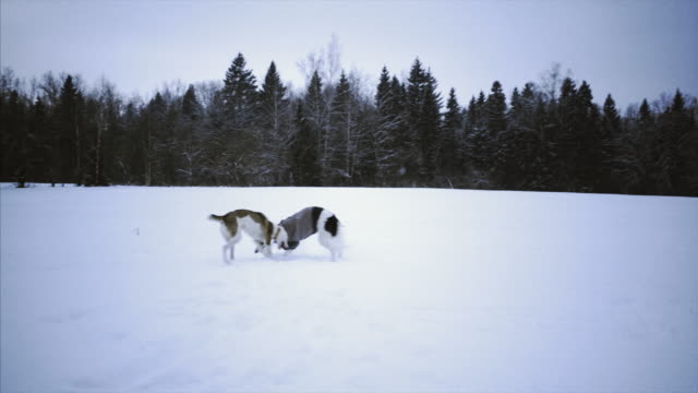 Russische-Greyhound-auf-Winter-Natur