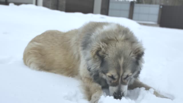 Hund-liegt-und-ißt-Schnee