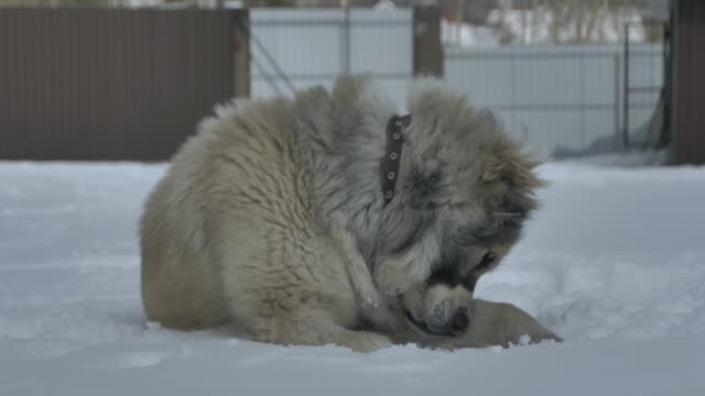 der-Hund-liegt-auf-dem-Schnee-und-seine-Pfote-\"Wellenlinien\"