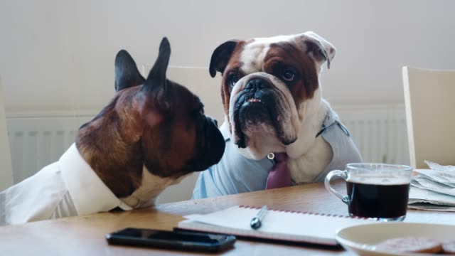 Close-up-of-two-dogs-at-a-meeting-in-a-business-meeting-room