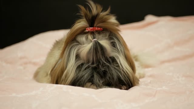 Pretty-and-cute-dog-shih-tzu-is-laying-on-the-bed-and-eating-bone.