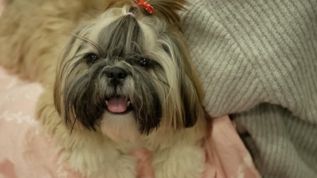 Pretty-and-cute-dog-shih-tzu-is-laying-on-the-bed.