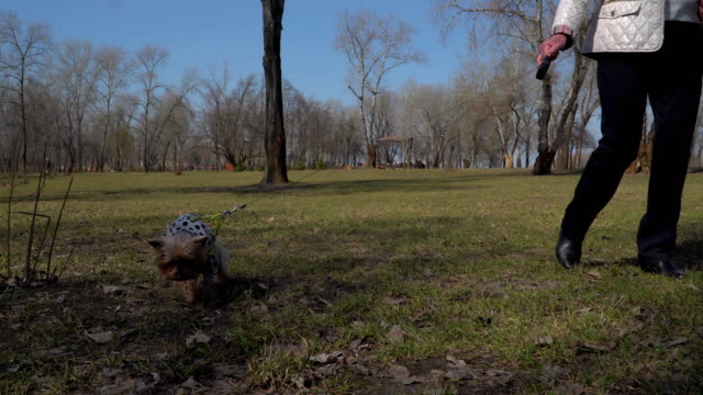 Alte-Frau-geht-mit-kleinen-Hund-im-park