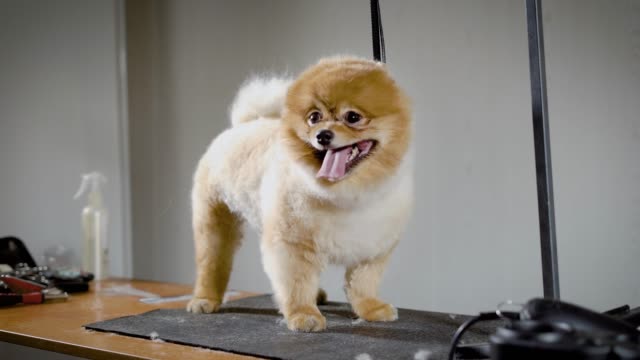 The-cute-little-dog-is-in-the-animal-spa-with-his-tongue-hanging-out,-people-have-made-her-a-stylish-haircut