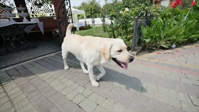 Dog-running-towards-camera.-Labrador-breed-dog-running-to-camera