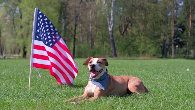 Perro-American-staffordshire-terrier-descansa-en-el-parque-en-el-césped-delante-de-la-bandera-de-Estados-Unidos