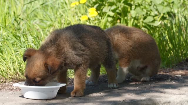Two-homeless-puppy-eat