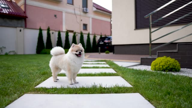 Eine-weiße-Creme-Pom-Hund-läuft-auf-eine-Kachel-auf-dem-Rasen-im-Garten.