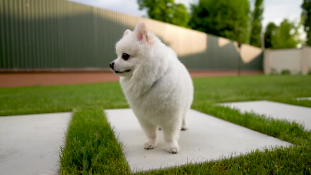 Nahaufnahme-der-kleinen-weißen-pommerschen-Hund-stehend-auf-der-Kachel.-Hinterhof.