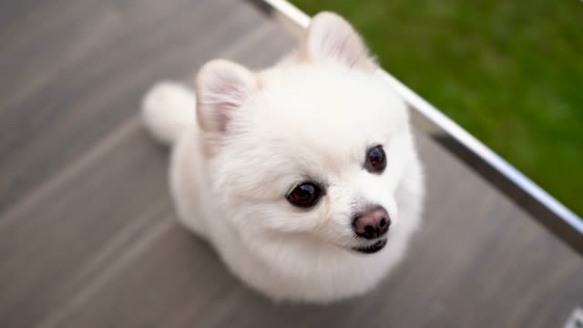 Close-up-of-one-small-white-pomeranian-puppy-sitting-and-looking-to-the-camera.