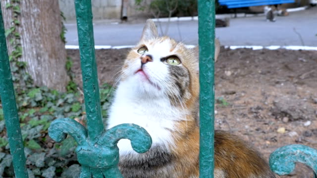 Obdachlose-dreifarbige-Katze-Spaziergänge-im-Park-vor-dem-Zaun-und-fliegen