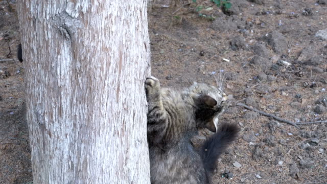 Obdachlose-graue-Katze-klettert-Krallen-an-einem-Baum-im-park