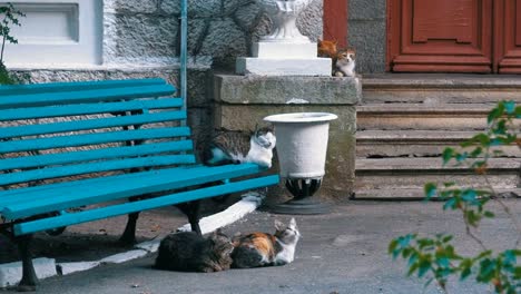 Viele-streunende-Katzen-in-der-Nähe-einer-Bank-im-Park-sitzen