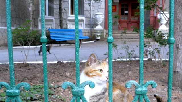 Eine-Obdachlose-dreifarbige-Katze-Spaziergänge-im-Park-vor-dem-Zaun-und-fliegen