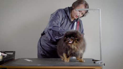 Female-groomer-shearing-small-dog.-Woman-in-gray-jacket-making-hairstyle-for-dark-fluffy-pet-with-professional-equipment