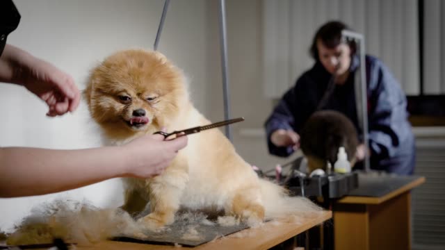 Groomer-Arbeitsprozess-mit-Hunden.-Kleine-hübsche-Haustiere-warten-neue-Frisur-im-Studio-mit-professioneller-Ausstattung