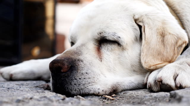 Fang-eines-Erwachsenen-Labrador-Hund-auf-dem-Boden-schlafen