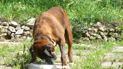 German-boxer-dog-eating-in-a-garden