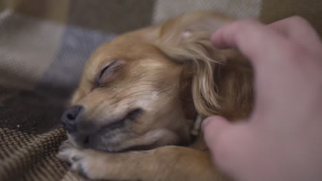 Chihuaha-liebenswert-lustig-Hund-schläft-auf-Plaid,-jemandes-Hand-streichelt-ein-verschlafenes-Haustier