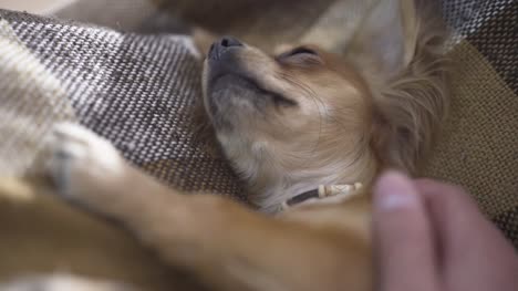 adorable-funny-dog-chihuaha-sleeps-on-plaid,-a-person's-hand-strokes-a-sleepy-pet